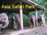 Asia Safari Park