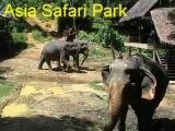 Asia Safari Park