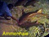 Ammenhaie auf Madoogali