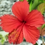 205 Hibiskus