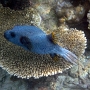 035 Blauer Kugelfisch