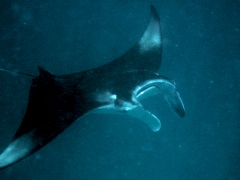 Manta