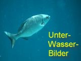 Unterwasserbilder