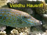 Velidhu Hausriff & Manta Safari